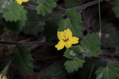 Goodenia rotundifolia