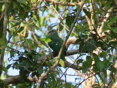 Ptilinopus magnificus