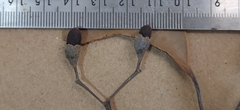 Cinnamomum