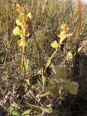 Pterygodium catholicum