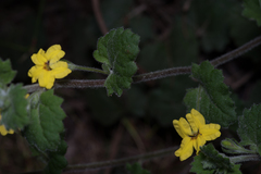 Goodenia rotundifolia