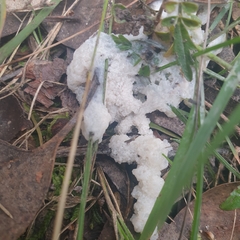 Didymium mucilago