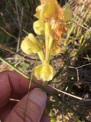 Pterygodium catholicum