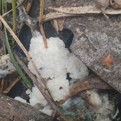 Didymium mucilago