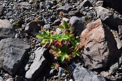 Potentilla asperrima