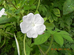 Ipomoea pes-tigridis