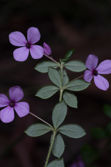 Tetratheca thymifolia