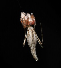 Rhomphaea urquharti