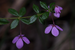 Tetratheca thymifolia