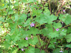 Geranium rotundifolium