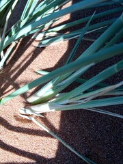 Cladoraphis cyperoides