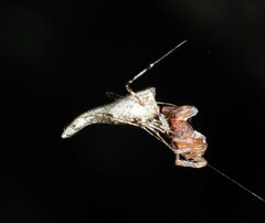Rhomphaea urquharti