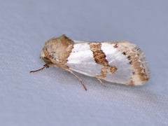 Schinia chrysellus