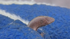 Ablepharus pannonicus