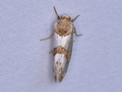 Schinia chrysellus