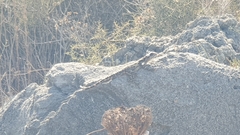 Laudakia vulgaris