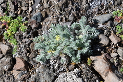 Oxytropis putoranica