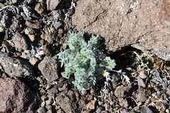 Oxytropis putoranica