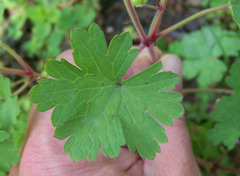 Geranium rotundifolium