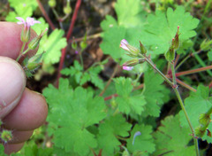 Geranium rotundifolium