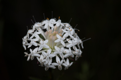 Pimelea linifolia