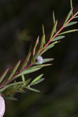 Pimelea linifolia