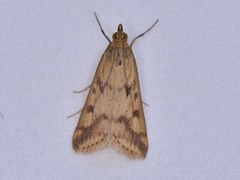 Achyra bifidalis