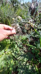 Pelargonium lobatum