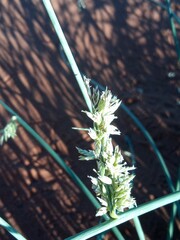 Cladoraphis cyperoides