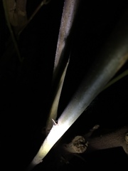 Alchornea davidii