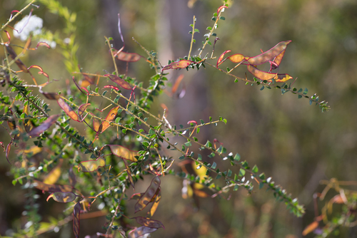 Acacia hubbardiana, photograph 4