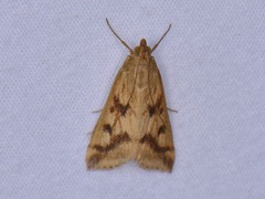 Achyra bifidalis