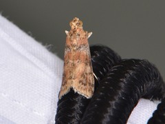 Sciota rubrisparsella