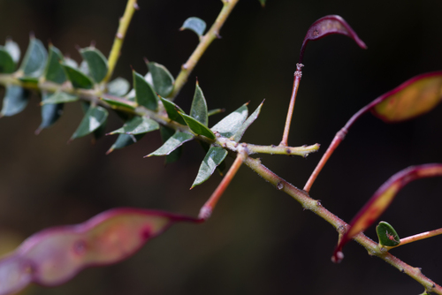 Acacia hubbardiana, photograph 5
