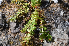 Rhodiola rosea