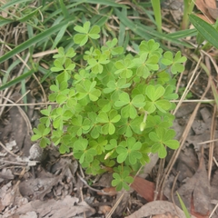 Oxalis perennans