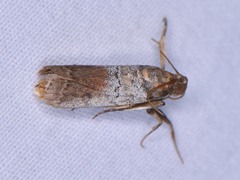 Chararica hystriculella