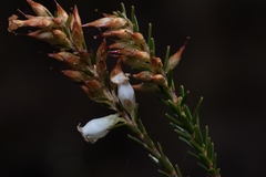 Epacris obtusifolia