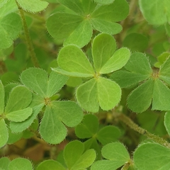 Oxalis perennans