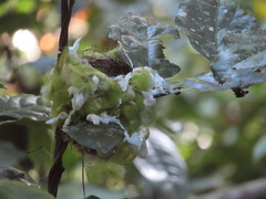Symposiachrus trivirgatus
