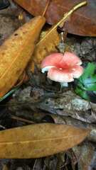 Russula cremoricolor