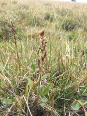 Eutrema edwardsii