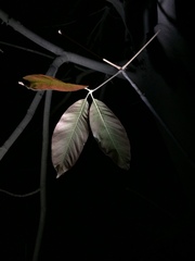Aesculus chinensis