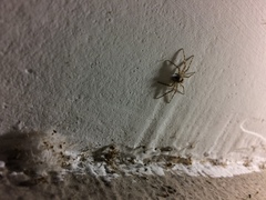 Philodromus spinitarsis