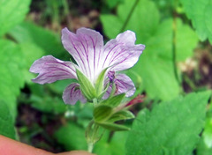 Geranium nodosum