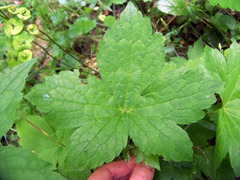 Geranium nodosum