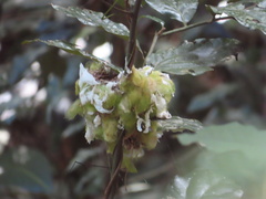 Symposiachrus trivirgatus