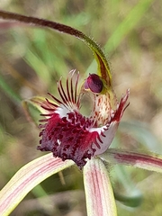 Caladenia lorea