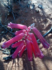 Lachenalia punctata