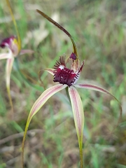 Caladenia lorea